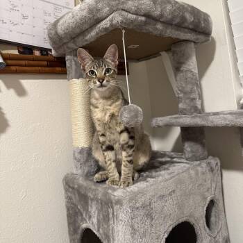 Leo -  Domestic Short Hair Cat Available for Adoption in Oceanside, California - Leo | PetCurious