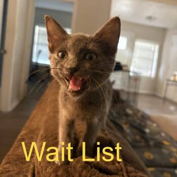 Dahlia -  American Shorthair Cat for Adoption in Livingston, Texas - Dahlia | PetCurious