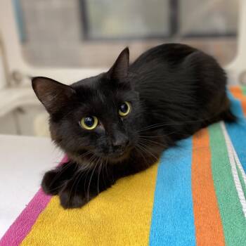 Bread -  Domestic Medium Hair Cat for Adoption in Cheyenne, Wyoming - Bread | PetCurious