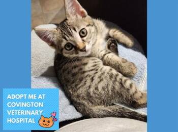 GABBY -  Domestic Short Hair Cat for Adoption in Fort Wayne, Indiana - GABBY | PetCurious