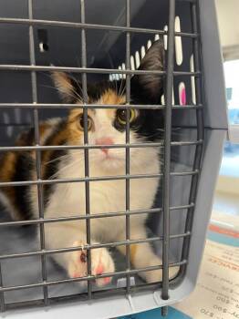 Domestic Short Hair Cats Available for Adoption - SMUDGE | PetCurious