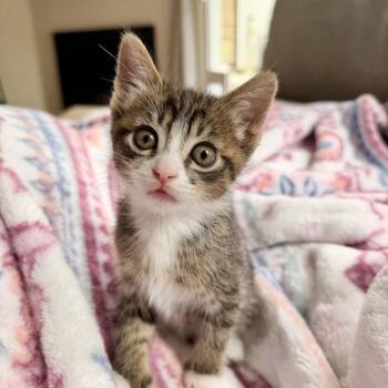 Domestic Short Hair Cats Available for Adoption in Tustin, California - Gus | PetCurious