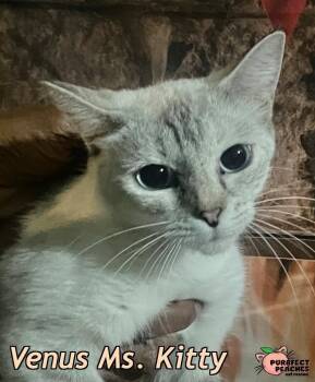 Rescue Siamese and Domestic Short Hair Cats for Adoption in Douglasville, Georgia - Venus Ms. Kitty | PetCurious