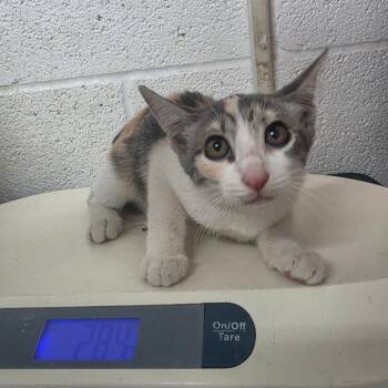 Sarah -  Domestic Short Hair Cat for Adoption in Edinburg, Texas - Sarah | PetCurious