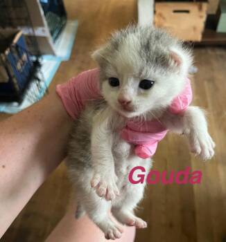 Gouda -  Domestic Short Hair Cat for Adoption in Virginia Beach, Virginia - Gouda | PetCurious