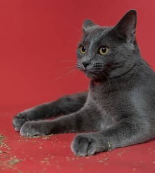 Kuma -  Domestic Short Hair Cat for Adoption in Little Falls, Minnesota - Kuma | PetCurious