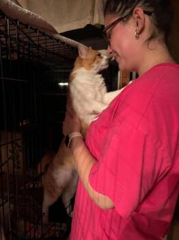 Señor Chester -  Domestic Short Hair Cat for Adoption in Chicago, Illinois - Señor Chester | PetCurious
