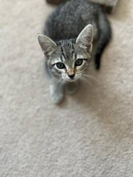 Domestic Short Hair Cats Available for Adoption in Fort Collins, Colorado - Posy | PetCurious