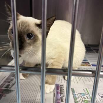 Sushi -  Siamese Cat for Adoption in Gainesville, Virginia - Sushi | PetCurious