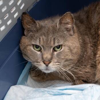 Domestic Short Hair Cats Available for Adoption in New York, New York - Davenport | PetCurious