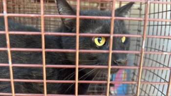 Domestic Short Hair Cats Available for Adoption - A651182 | PetCurious