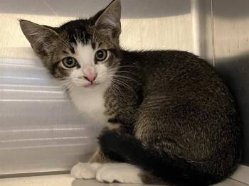 Domestic Short Hair Cats Available for Adoption in Tustin, California - GLITZ | PetCurious