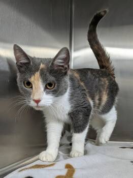 Sophia -  Dilute Calico Cat for Adoption in Plainfield, New Jersey - Sophia | PetCurious