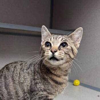 Domestic Short Hair Cats Available for Adoption - Clove | PetCurious