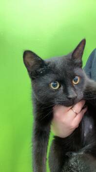 Domestic Short Hair Cats Available for Adoption - Paprika | PetCurious