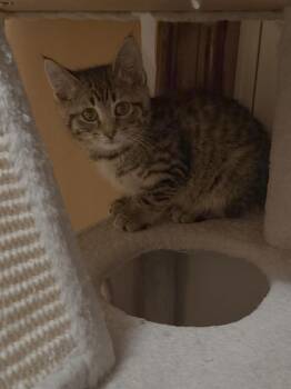 Domestic Short Hair Cats Available for Adoption in Bethel Park, Pennsylvania - Cashew | PetCurious
