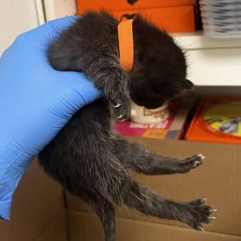 71988 -  Domestic Short Hair Cat for Adoption in Harrisonburg, Virginia - 71988 | PetCurious