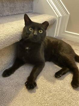 Domestic Short Hair Cats Available for Adoption in Ottawa, Ontario - Flow | PetCurious
