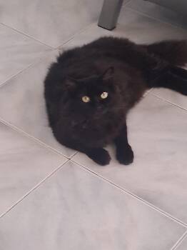 Moon -  Domestic Long Hair Cat for Adoption in Franklin, Massachusetts - Moon | PetCurious