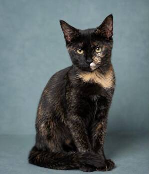 Ivy -  Domestic Short Hair Cat for Adoption in The Woodlands, Texas - Ivy | PetCurious