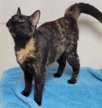 Ezra -  Tortoiseshell Cat for Adoption in Portage, Wisconsin - Ezra | PetCurious