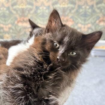 Messi (Pretty Girl kitten 1 (Xavier) -  Domestic Short Hair Cat for Adoption in Westport, Connecticut - Messi (Pretty Girl Kitten 1 (Xavier) | PetCurious