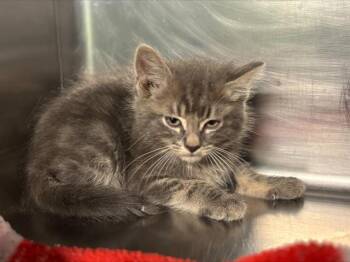 Domestic Medium Hair and Domestic Short Hair Cats Available for Adoption in Grand Prairie, Texas - LENNY | PetCurious
