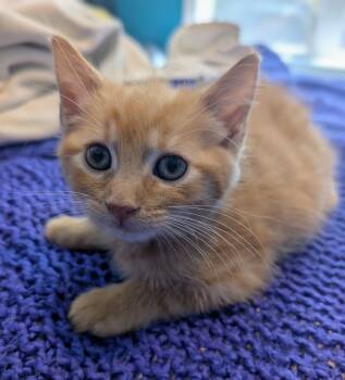 Rescue Domestic Short Hair Cats for Adoption in Evans, Georgia - Buffalo | PetCurious