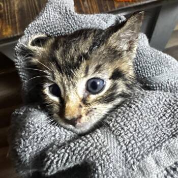 Jack Purro -  Domestic Short Hair Cat for Adoption in Hinesville, Georgia - Jack Purro | PetCurious