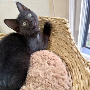 Sylvia C12312 -  Domestic Short Hair Cat for Adoption - Sylvia C12312 | PetCurious