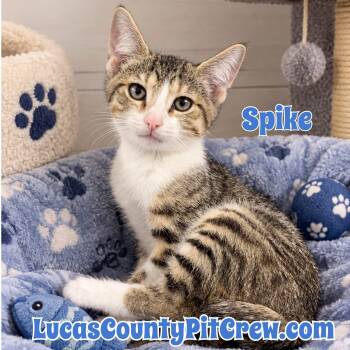 Spike -  Domestic Short Hair and Tabby Cat for Adoption in Toledo, Ohio - Spike | PetCurious