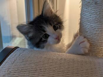 Aquila -  Domestic Medium Hair Cat for Adoption in Herndon, Virginia - Aquila | PetCurious