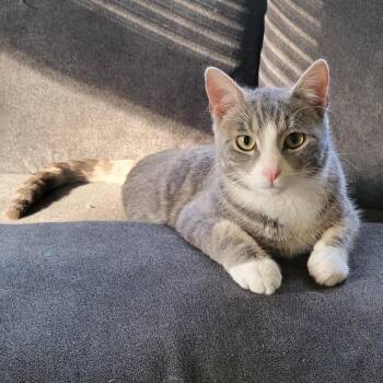 Velcro C11546 -  Domestic Short Hair Cat for Adoption - Velcro C11546 | PetCurious