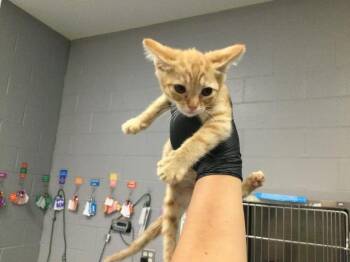A1923317 -  Domestic Short Hair Cat for Adoption in Thousand Palms, California - A1923317 | PetCurious