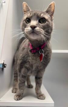Rescue Domestic Short Hair Cats for Adoption in Stanwood, Washington - Bella | PetCurious