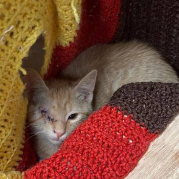 Optic w/ Blink -  Domestic Short Hair Cat for Adoption in Flagstaff, Arizona - Optic W/ Blink | PetCurious