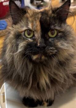 SWEETIE -  Domestic Long Hair Cat for Adoption in Elizabethton, Tennessee - SWEETIE | PetCurious