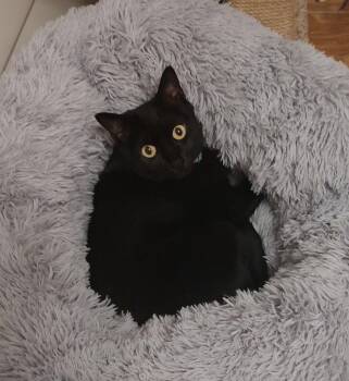 Oprah -  Domestic Short Hair Cat for Adoption in Crescent, Oklahoma - Oprah | PetCurious