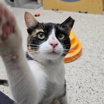 Calico Cats Available for Adoption - Cora | PetCurious