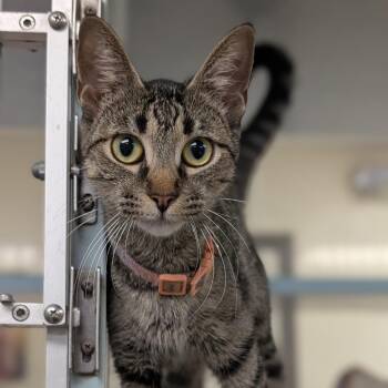 Domestic Short Hair Cats Available for Adoption in Buchanan Dam, Texas - Keisha | PetCurious
