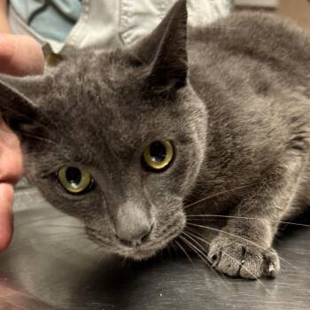 Barney -  Domestic Short Hair and Mixed Breed Cat for Adoption in Newport, North Carolina - Barney | PetCurious