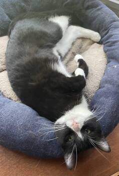 Tessa -  Domestic Short Hair Cat for Adoption in Menasha, Wisconsin - Tessa | PetCurious