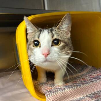 Kimchi -  Domestic Short Hair Cat for Adoption in Manhattan, Kansas - Kimchi | PetCurious