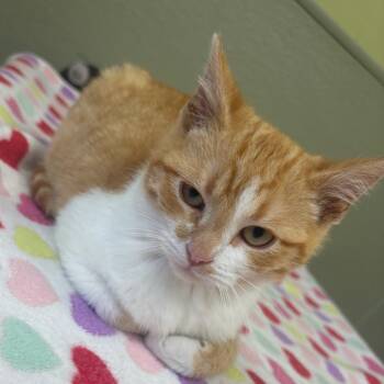 Domestic Short Hair Cats Available for Adoption - DWARF | PetCurious