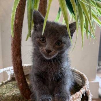 Savvy -  Domestic Short Hair Cat for Adoption in Westminster, California - Savvy | PetCurious