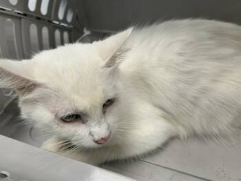 KIKI -  Domestic Medium Hair Cat Available for Adoption in Ocala, Florida - KIKI | PetCurious