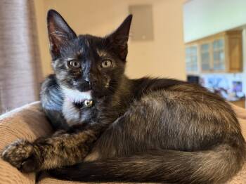 Toph Avatar -  Domestic Short Hair and Tortoiseshell Cat for Adoption in Chandler, Arizona - Toph Avatar | PetCurious