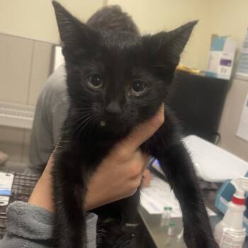 Doohickey -  Domestic Short Hair Cat for Adoption in Chicago, Illinois - Doohickey | PetCurious