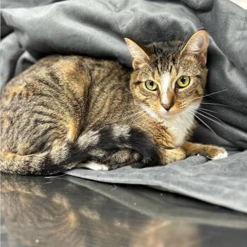 Dinah -  Domestic Short Hair Cat Available for Adoption in Walden, New York - Dinah | PetCurious