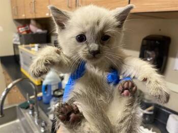 Domestic Short Hair Cats Available for Adoption in Modesto, California - SIAMON | PetCurious